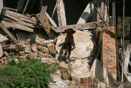 hunde1.jpg hunde1.jpg