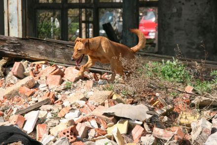 hunde2.jpg hunde2.jpg