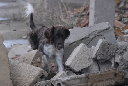 hunde3.jpg hunde3.jpg