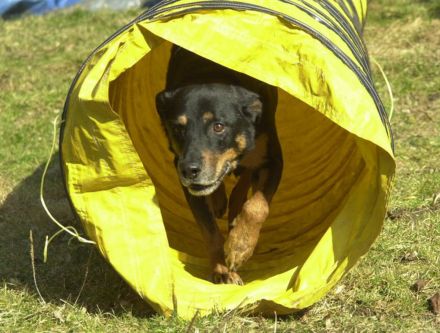 hunde8.jpg hunde8.jpg
