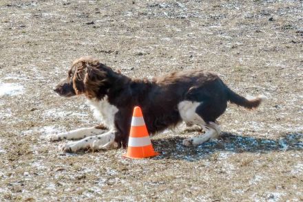 Vier neue Flächensuchhunde Vier neue Flächensuchhunde